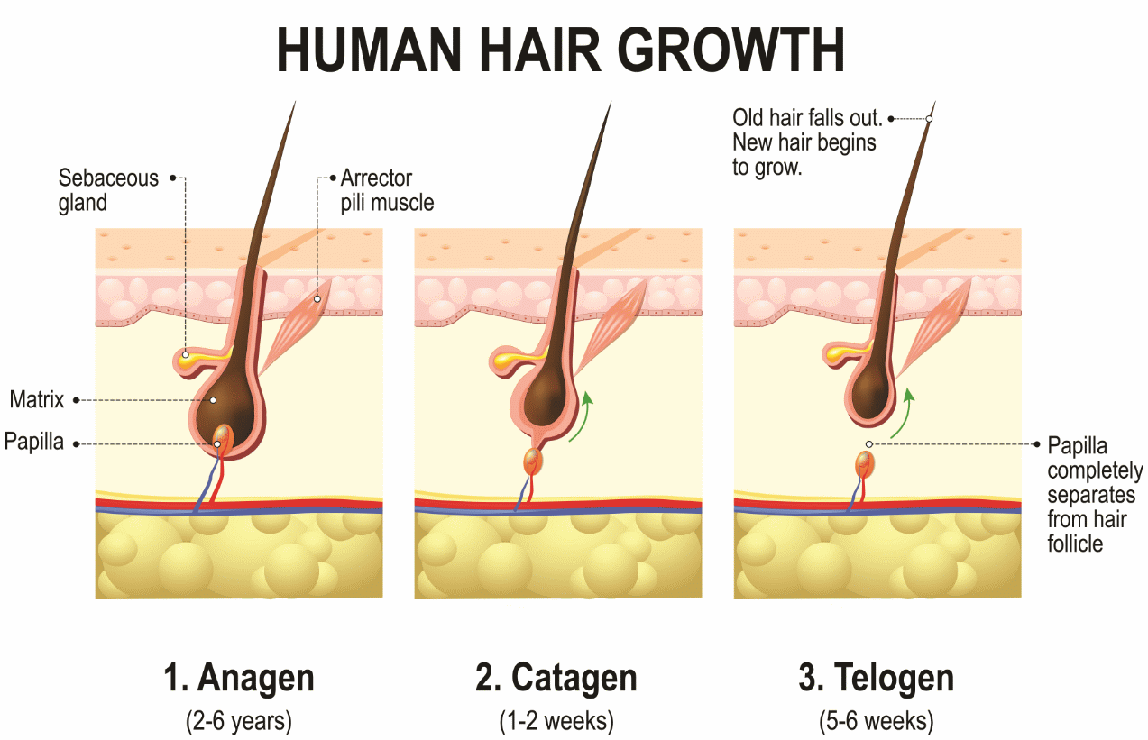 The Hair Loss and the Regrowth Cycle – Hairssential